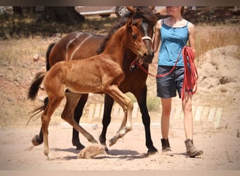 Lusitano Mix, Stallion, , 15.2 hh, Brown