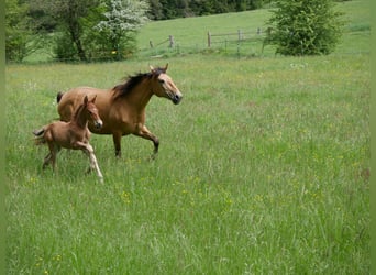Lusitano, Stallion, Foal (05/2026), 15.2 hh, Chestnut