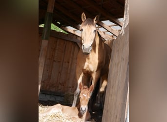 Lusitano, Stallion, Foal (05/2026), 15.2 hh, Chestnut