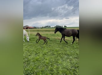 Lusitano, Stallion, Foal (05/2024), 15,3 hh, Buckskin