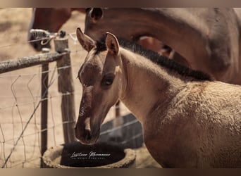 Lusitano, Stallion, Foal (04/2025), 15,2 hh, Dun