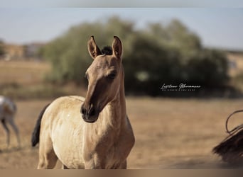 Lusitano, Stallion, Foal (04/2025), 15,2 hh, Dun