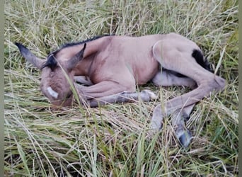 Lusitano Mix, Stallion, Foal (07/2025), 15,2 hh, Dun