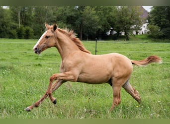Lusitano, Stallion, Foal (03/2025), 15,2 hh, Red Dun