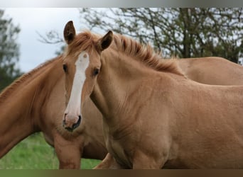Lusitano, Stallion, Foal (03/2025), 15,2 hh, Red Dun