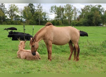 Lusitano, Stallion, Foal (03/2025), 15,2 hh, Red Dun