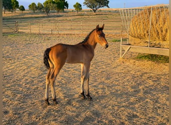 Lusitano, Stallion, Foal (05/2026), 16.2 hh, Brown