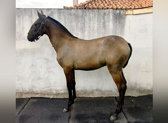 Lusitano, Stallion, Foal (07/2026), 16.2 hh, Grey