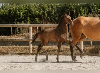 Lusitano, Stallion, Foal (05/2026), 16 hh, Bay-Dark