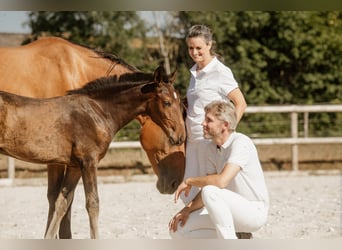 Lusitano, Stallion, Foal (05/2026), 16 hh, Bay-Dark