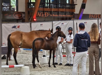Lusitano, Stallion, Foal (05/2026), 16 hh, Bay-Dark