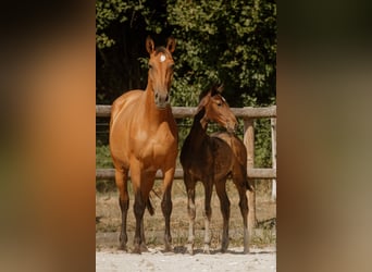 Lusitano, Stallion, Foal (05/2026), 16 hh, Bay-Dark