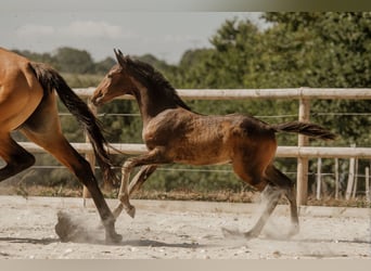 Lusitano, Stallion, Foal (05/2026), 16 hh, Bay-Dark