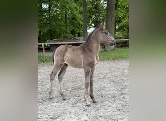 Lusitano, Stallion, , 16 hh, Black