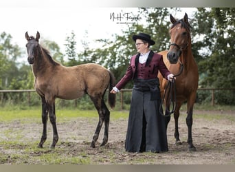 Lusitano, Stallion, , 16 hh, Black
