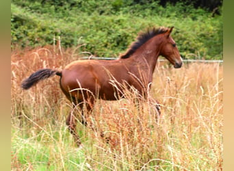 Lusitano, Stallion, Foal (03/2026), 16 hh, Brown