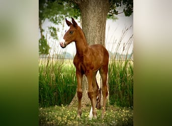 Lusitano, Stallion, , 16 hh, Brown