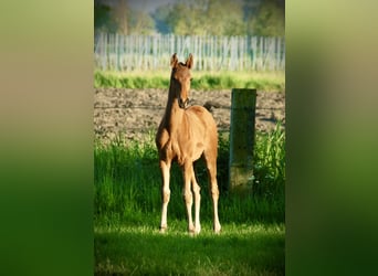 Lusitano, Stallion, Foal (02/2024), 16 hh, Brown