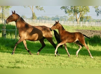 Lusitano, Stallion, Foal (02/2024), 16 hh, Brown