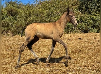 Lusitano, Stallion, Foal (04/2025), 16 hh, Buckskin