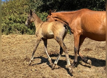 Lusitano, Stallion, Foal (04/2025), 16 hh, Buckskin