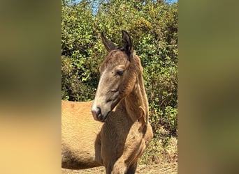 Lusitano, Stallion, Foal (04/2025), 16 hh, Buckskin