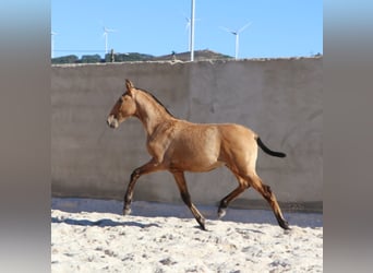 Lusitanos, Hengst, Fohlen (03/2024), 16 hh, Buckskin