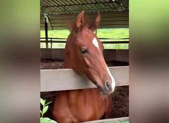 Lusitano Mix, Stallion, Foal (03/2024), 16 hh, Chestnut-Red