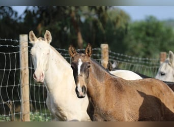 Lusitano, Stallion, , 16 hh, Cremello