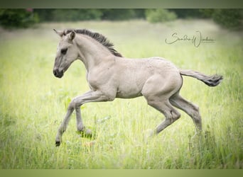 Lusitano, Stallion, , 16 hh, Grullo