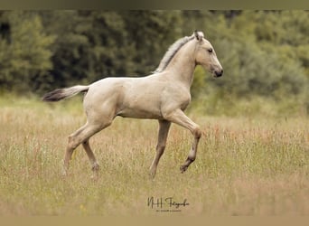 Lusitano, Stallion, , 16 hh, Palomino