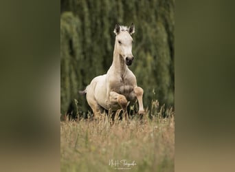 Lusitano, Stallion, , 16 hh, Palomino