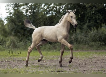 Lusitano, Stallion, , 16 hh, Palomino
