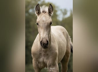 Lusitano, Stallion, , 16 hh, Palomino