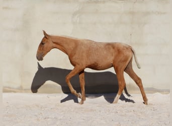 Lusitanos, Hengst, Fohlen (01/2024), 16 hh, Palomino