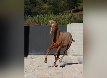 Lusitanos, Hengst, Fohlen (01/2024), 16 hh, Palomino