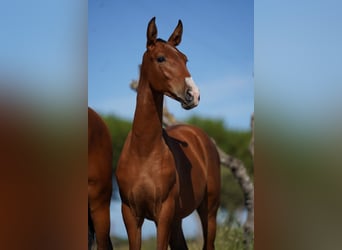 Lusitano, Stallion, Foal (01/2024), Bay