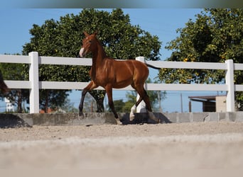 Lusitano, Stallion, Foal (01/2024), Bay