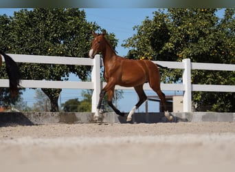 Lusitano, Stallion, Foal (01/2024), Bay