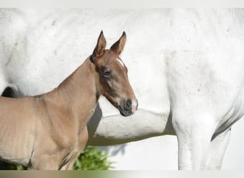 Lusitano, Stallion, Foal (01/2024), Brown