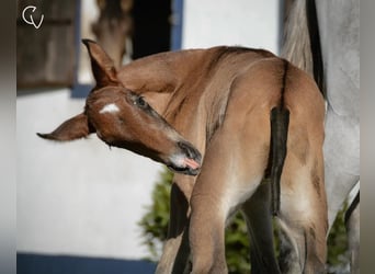 Lusitano, Stallion, Foal (01/2024), Brown