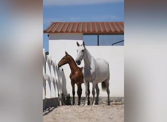 Lusitano, Stallion, Foal (01/2024), Brown