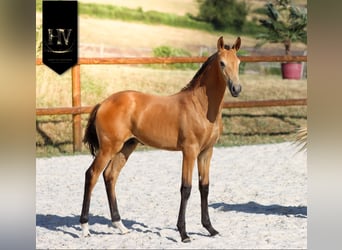 Lusitano, Stallion, Foal (01/2026), Buckskin