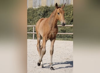 Lusitano, Stallion, Foal (01/2026), Buckskin