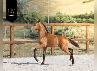 Lusitano, Stallion, Foal (01/2026), Buckskin