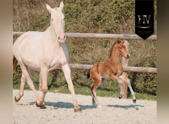 Lusitano, Stallion, Foal (01/2026), Buckskin