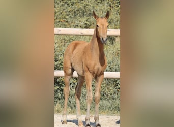 Lusitano, Stallion, Foal (01/2026), Buckskin