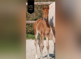 Lusitano, Stallion, Foal (01/2026), Buckskin
