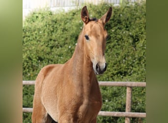 Lusitano, Stallion, Foal (01/2026), Buckskin