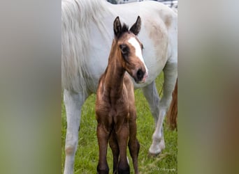 Lusitanos, Hengst, Fohlen (05/2024), Kann Schimmel werden